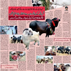 selection of best animal for qurbani and slaughtering of Qurbani Animal or sacrificial animal
