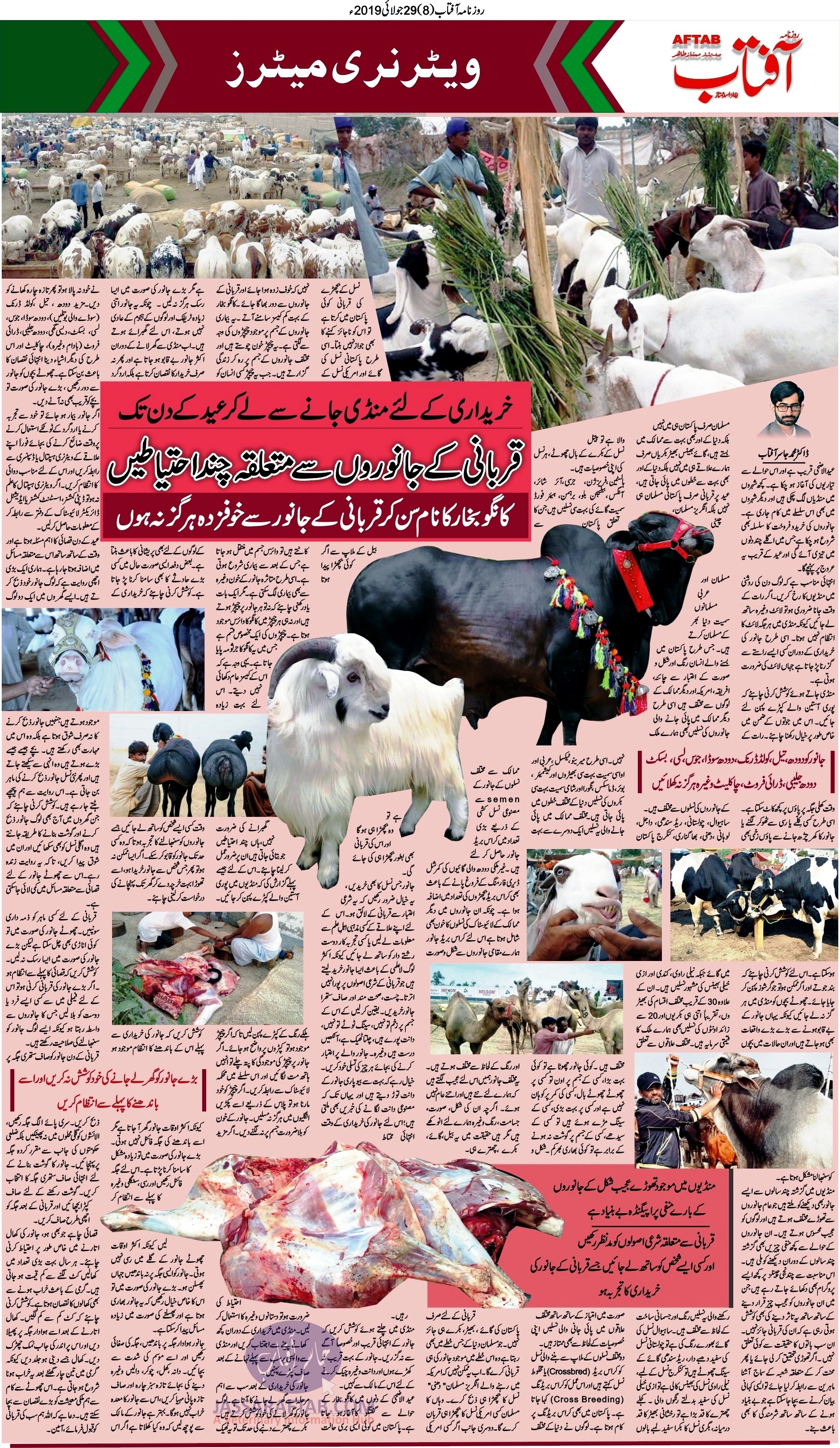 selection of best animal for qurbani and slaughtering of Qurbani Animal or sacrificial animal 