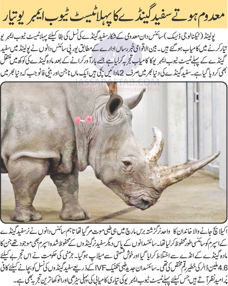 Test tube rhino successfully transferred by scientists.