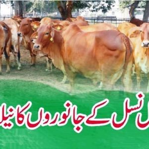 Auction of Sahiwal cows at livestock farm