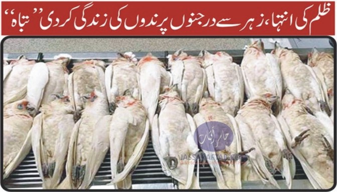 Birds death due to poisoning