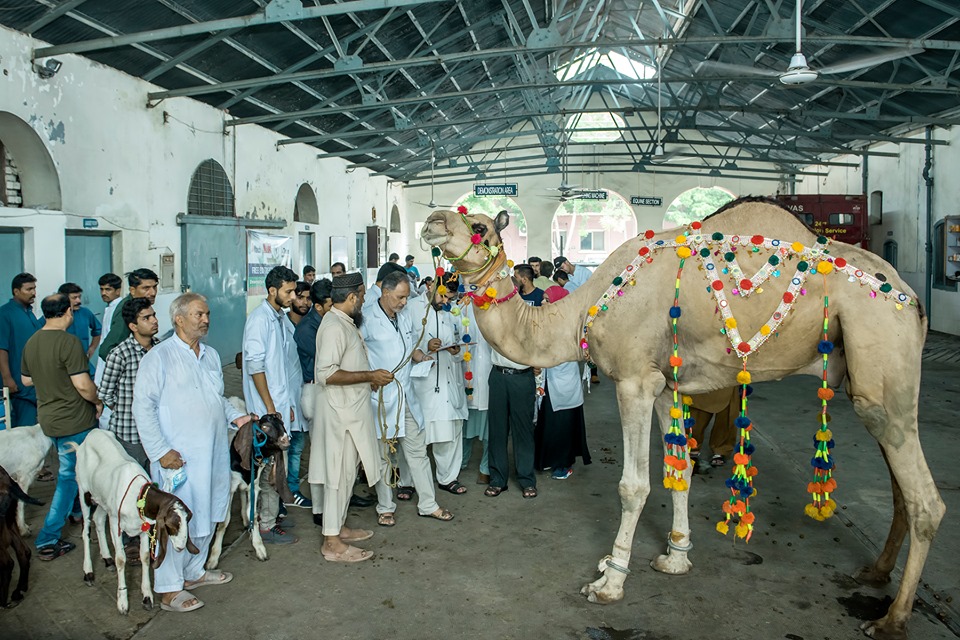 Camel in Veterinary Camp