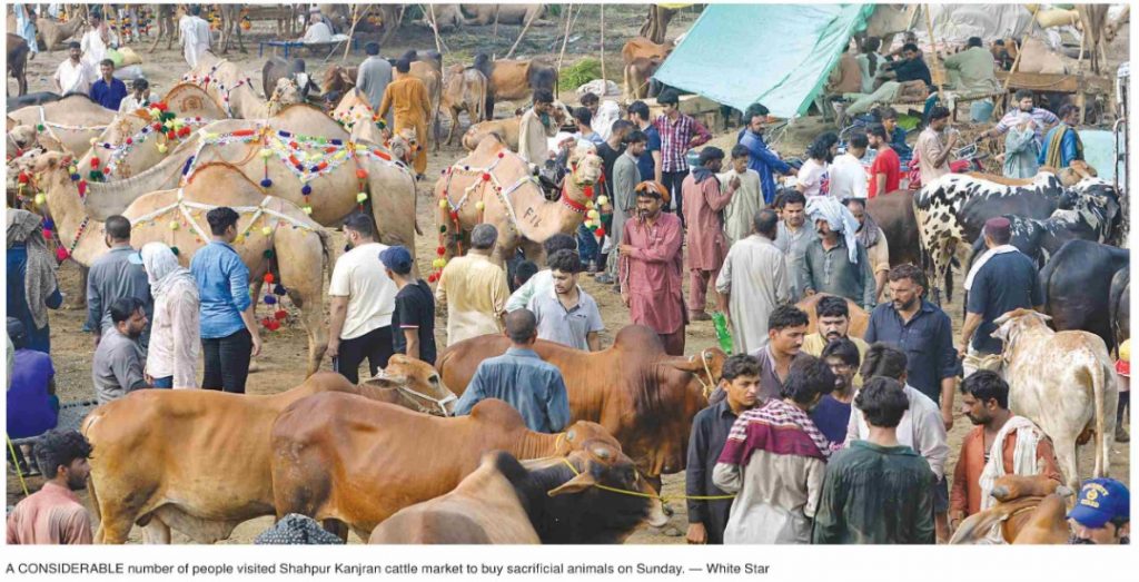 Qurbani animals in cattle Market