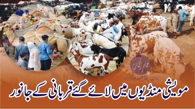 مویشی منڈیوں میں لائے گئے قربانی کے جانور