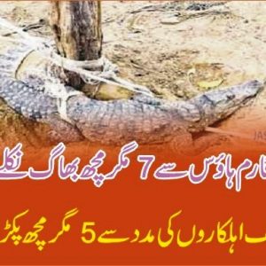 Crocodiles escaped from farm house