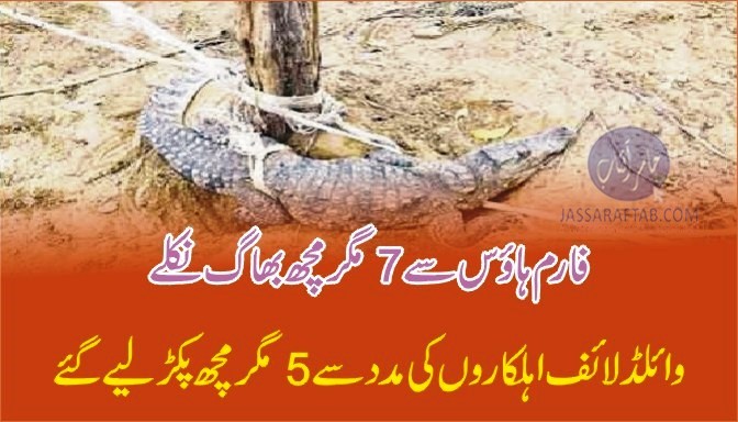 Crocodiles escaped from farm house