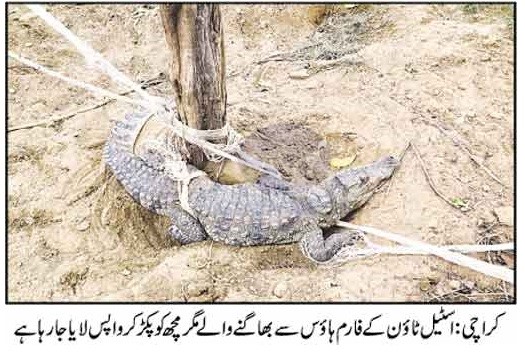 Escaped crocodile recovered