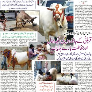 Care of Qurbani Animal or sacrificial animal Distribution sacrificial meat or qurbani meat.