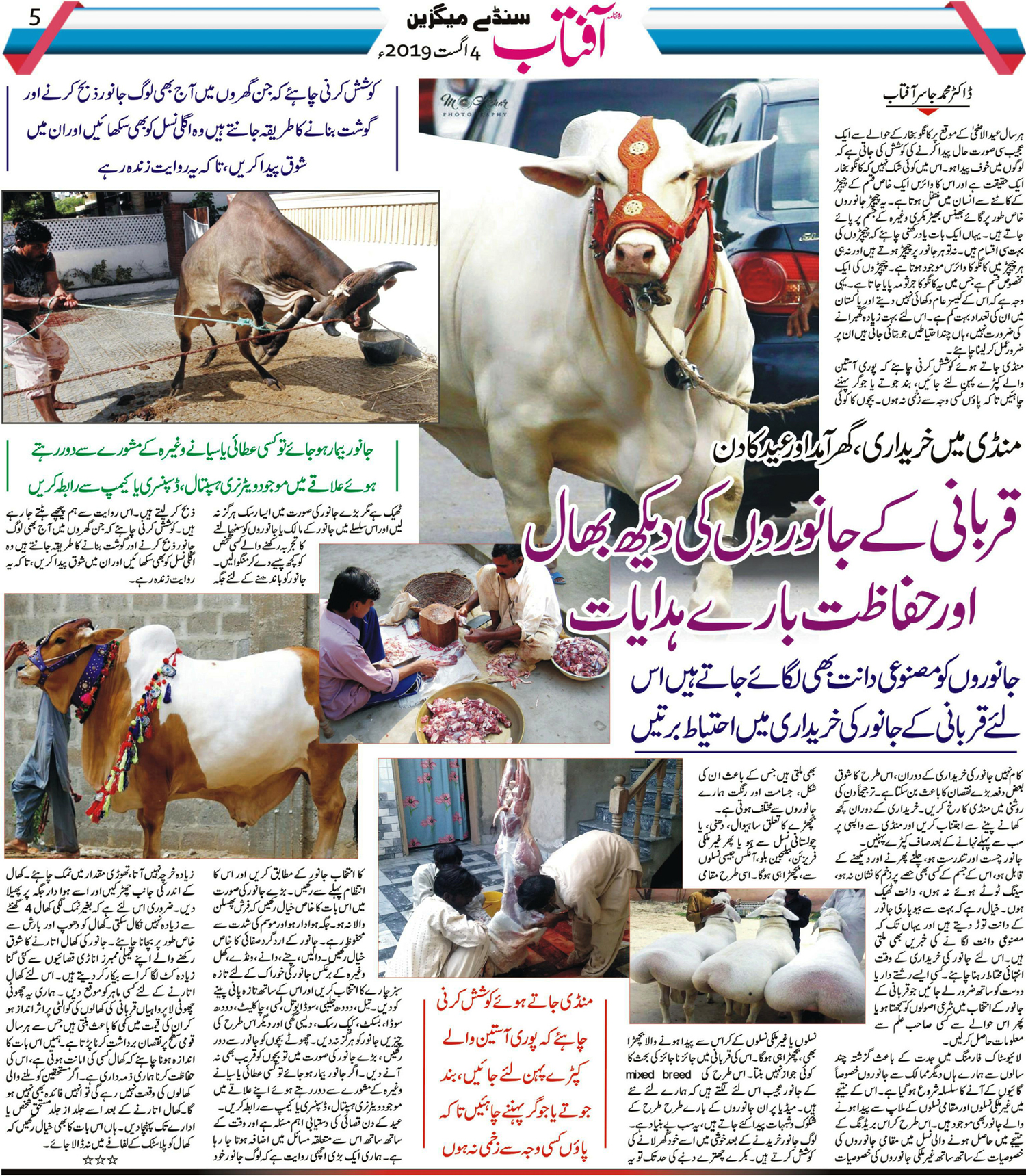 Care of Qurbani Animal or sacrificial animal Distribution sacrificial meat or qurbani meat.