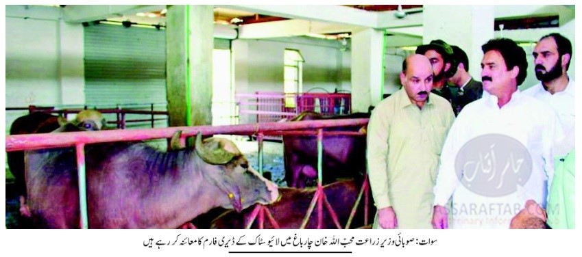 Minister livestock KPK Mohibullah Khan visited Dairy farm of Azi Kheli Buffalo