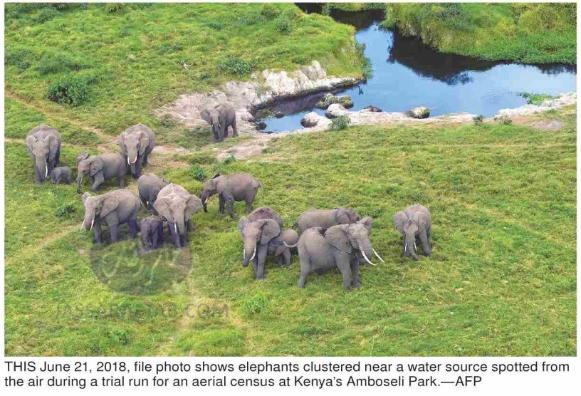 ban on wild African elephants in zoos