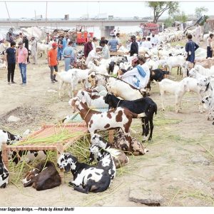 Qurbani Goats in Cattle Markets