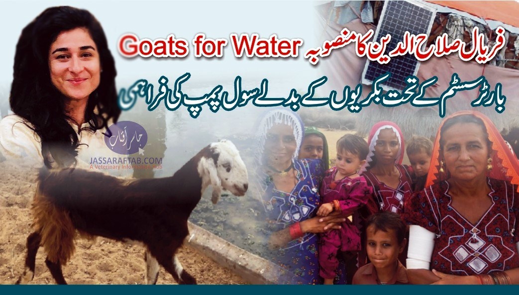 ‘Goats for water: a unique story of barter-based start-up’