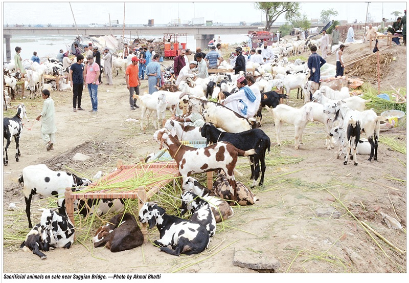 Qurbani Goats in Cattle Markets
