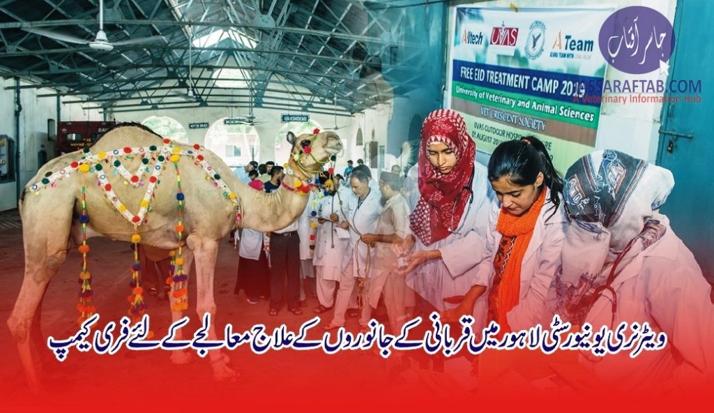 free treatment camp for animals