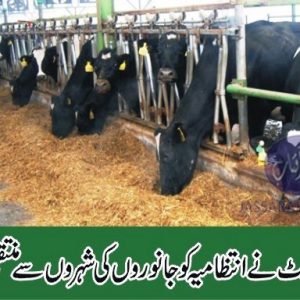Lahore High Court restrained FMC from displacing dairy farmers