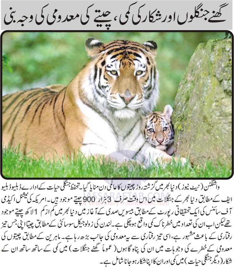 Extinction of Tiger