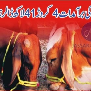 Livestock exports