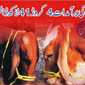 Increase in Livestock exports