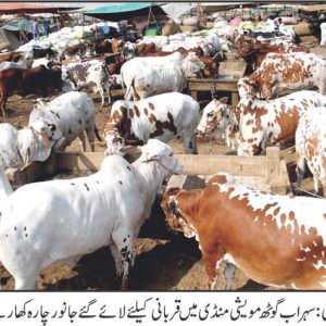Qurbani bulls in cattle Market