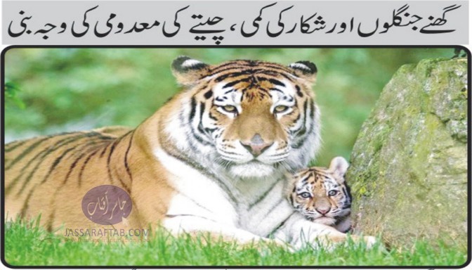 Extinction of Tiger