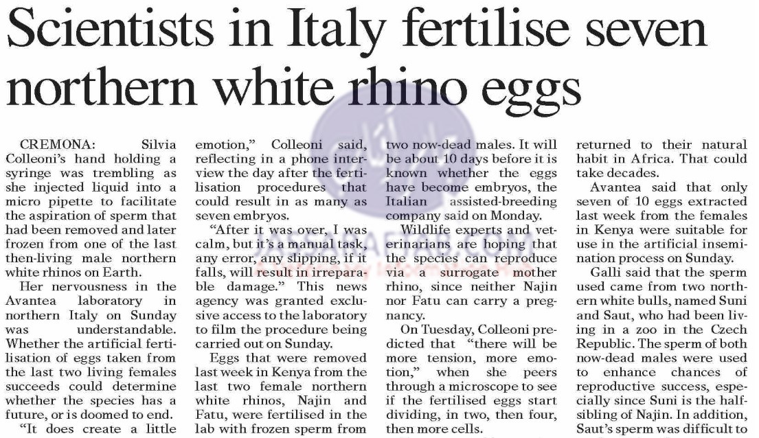 fertilize eggs from last northern white rhinos