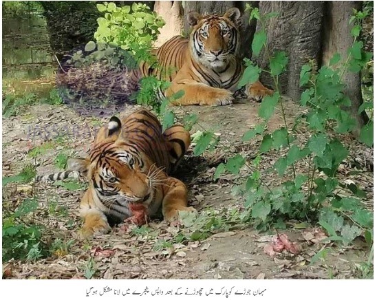 Tigers of UAE in Safari Park