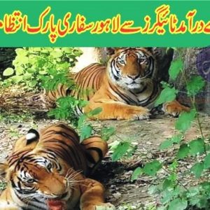 Tigers imported from UAE