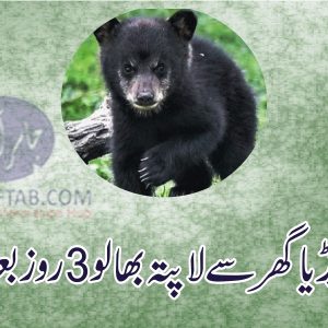 Missing bear cub caught outside Peshawar zoo