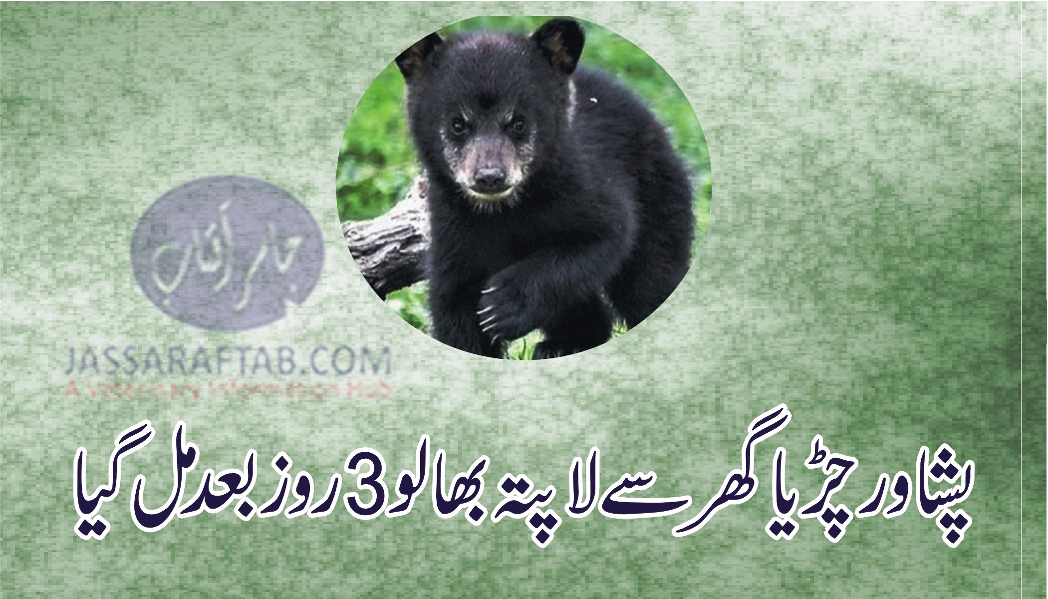 Missing bear cub caught outside Peshawar zoo