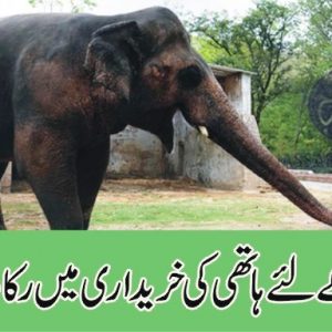 Elephant for Lahore zoo