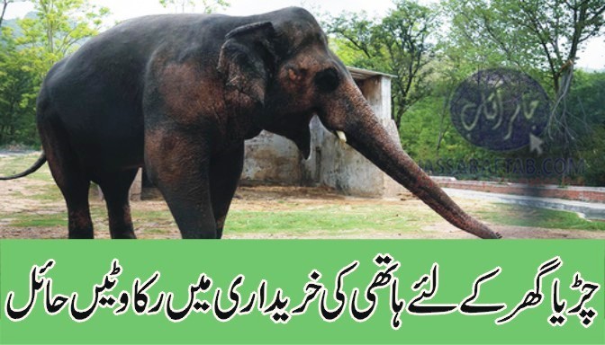 چڑیا گھر کےلئے ہاتھی کی خریداری میں رکاوٹیں حائل