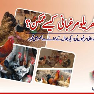 Care for chicken & desi murghi farming.