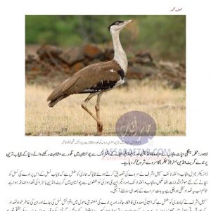 Cholistan - New survey for Great Indian Bustard