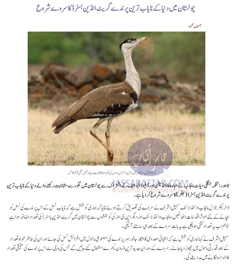 New survey for Great Indian Bustard