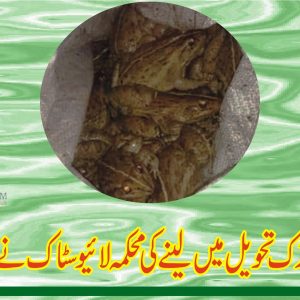 Frog meat in Lahore