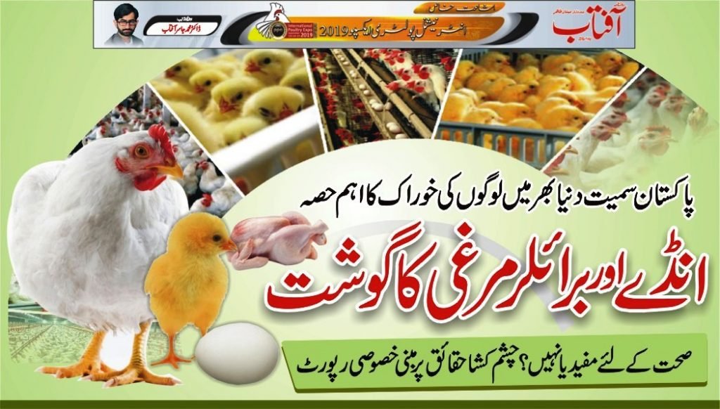 History of Broiler & Eggs Chicken Facts Why grow fast?