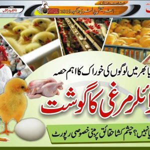 Pure lines, Grand Parent Stock, Parent stock. facts about poultry farming and poultry feed. 