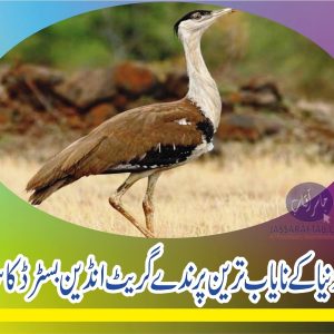 New survey for Great Indian Bustard