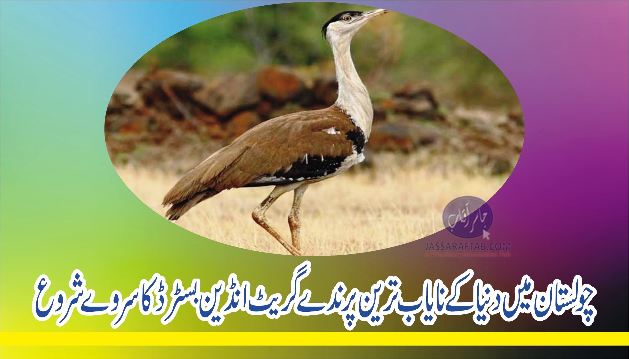 چولستان میں دنیا کے نایاب ترین پرندے گریٹ انڈین بسٹرڈ کا سروے شروع
