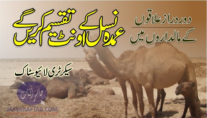 Camel distribution