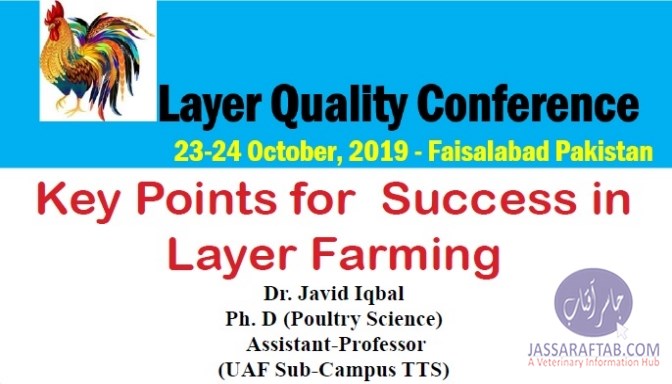 Key Points for Success in Layer Farming