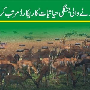 Govt Launches a Survey of Threatened Animal Species in Pakistan