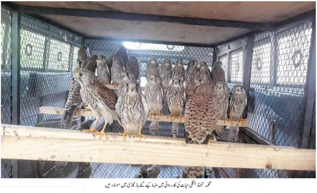 Falcons seized from market