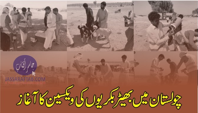 Vaccination of sheep and goat in Cholistan