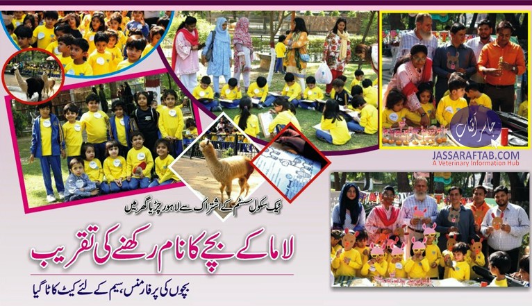 لاہور چڑیا گھر میں لاما کے بچے کا نام رکھنے کی تقریب