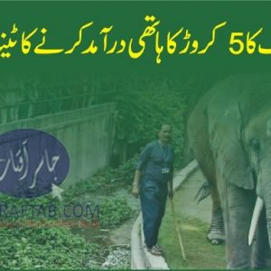 Wildlife Department has cancelled the tender for importing an elephant