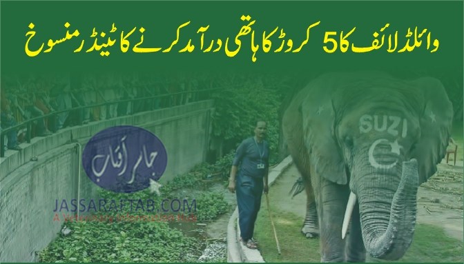 وائلڈ لائف کا 5 کروڑ کا ہاتھی درآمد کرنے کا ٹینڈر منسوخ