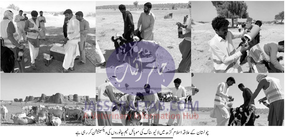 Livestock Vaccination in Cholistan