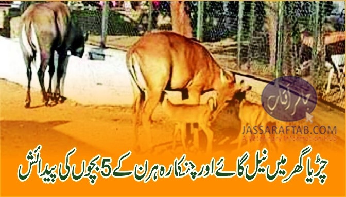 Lahore Zoo welcomed five new additions